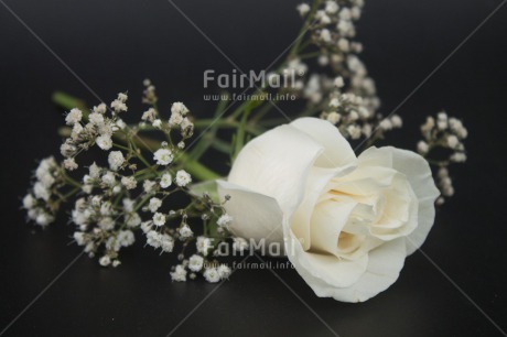 Fair Trade Photo Closeup, Colour image, Condolence-Sympathy, Horizontal, Peru, Rose, Shooting style, South America, White