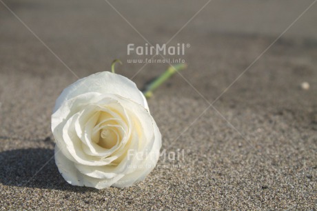 Fair Trade Photo Beach, Colour image, Condolence-Sympathy, Day, Horizontal, Outdoor, Peru, Rose, South America, White