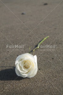 Fair Trade Photo Beach, Colour image, Condolence-Sympathy, Day, Outdoor, Peru, Rose, South America, Vertical, White