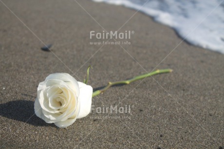 Fair Trade Photo Beach, Colour image, Condolence-Sympathy, Day, Horizontal, Outdoor, Peru, Rose, South America, White
