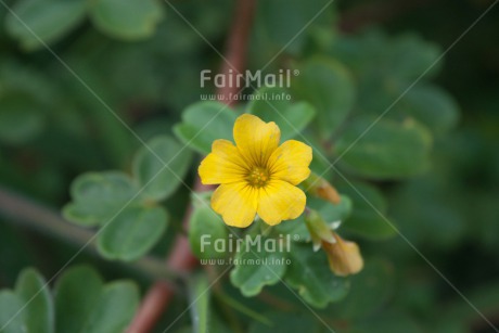 Fair Trade Photo Colour image, Flower, Horizontal, Peru, South America, Yellow