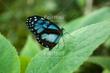 Fair Trade Photo Animals, Butterfly, Colour image, Environment, Horizontal, Insect, Leaf, Nature, Peru, South America