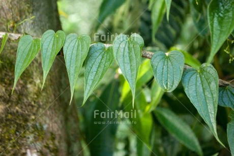 Fair Trade Photo Colour image, Forest, Heart, Horizontal, Leaf, Love, Nature, Peru, South America, Tree