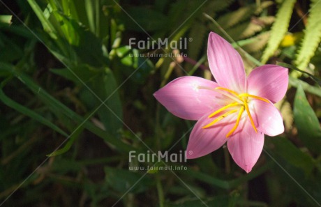 Fair Trade Photo Closeup, Colour image, Flower, Forest, Horizontal, Peru, Pink, Shooting style, South America