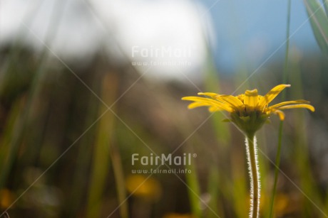 Fair Trade Photo Colour image, Flower, Horizontal, Peru, South America, Yellow