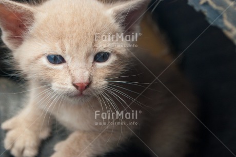 Fair Trade Photo Animals, Cat, Colour image, Cute, Horizontal, Kitten