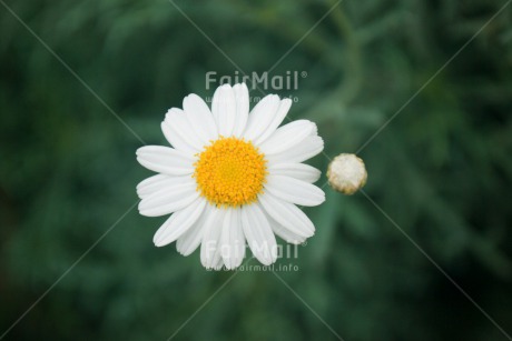 Fair Trade Photo Colour image, Flower, Horizontal