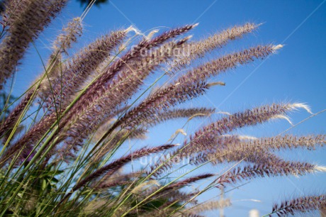 Fair Trade Photo Agriculture, Colour image, Horizontal, Nature, Wheat