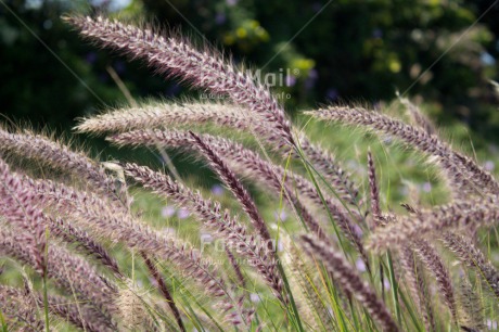 Fair Trade Photo Agriculture, Colour image, Horizontal, Nature, Wheat