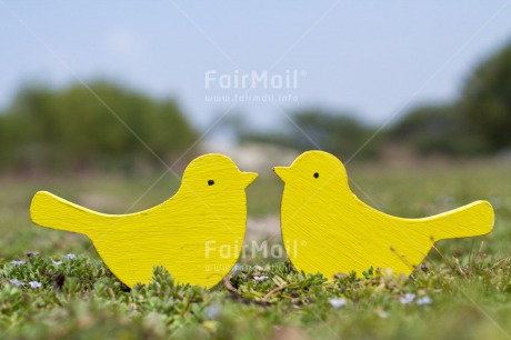 Fair Trade Photo Animals, Bird, Colour image, Friendship, Horizontal, Love, Marriage, Outdoor, Peru, South America, Summer, Together, Wedding, Yellow