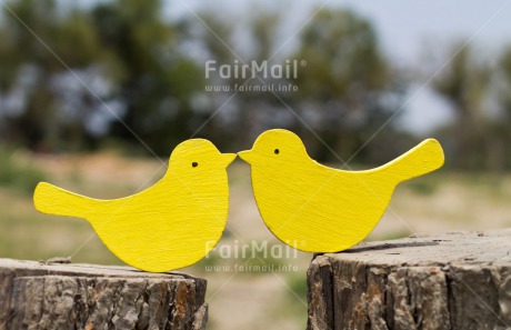 Fair Trade Photo Animals, Bird, Colour image, Friendship, Horizontal, Love, Marriage, Outdoor, Peru, South America, Summer, Together, Wedding, Yellow