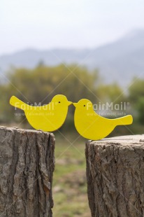 Fair Trade Photo Animals, Bird, Friendship, Love, Marriage, Outdoor, Peru, South America, Summer, Together, Vertical, Wedding, Yellow