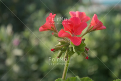 Fair Trade Photo Closeup, Colour image, Flower, Horizontal, Mothers day, Peru, Red, Shooting style, South America