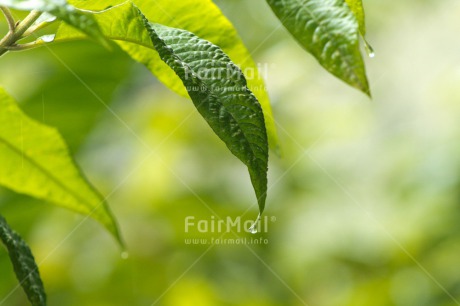 Fair Trade Photo Colour image, Condolence-Sympathy, Green, Horizontal, Leaf, Nature, Peru, South America, Sustainability, Transparency, Tree, Values, Waterdrop
