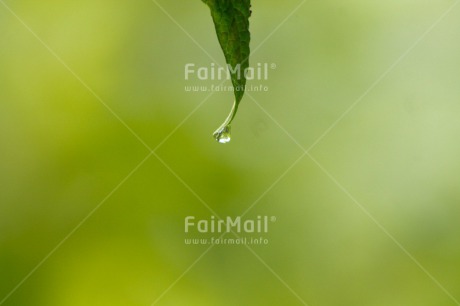 Fair Trade Photo Colour image, Condolence-Sympathy, Green, Horizontal, Leaf, Nature, Peru, South America, Sustainability, Transparency, Values, Waterdrop