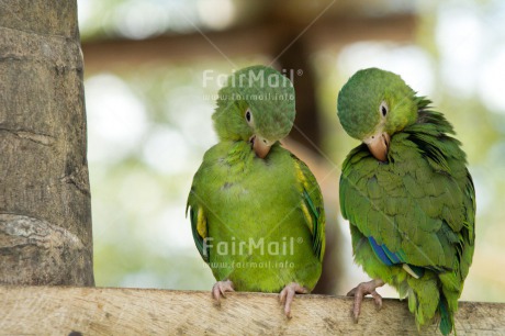 Fair Trade Photo Animals, Birds, Colour image, Cute, Friendship, Funny, Green, Horizontal, Love, Parrot, Peru, South America, Together