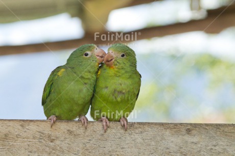 Fair Trade Photo Animals, Birds, Colour image, Cute, Friendship, Funny, Green, Horizontal, Love, Parrot, Peru, South America, Together