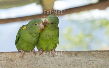 Fair Trade Photo Animals, Birds, Colour image, Cute, Friendship, Funny, Green, Horizontal, Love, Parrot, Peru, South America, Together