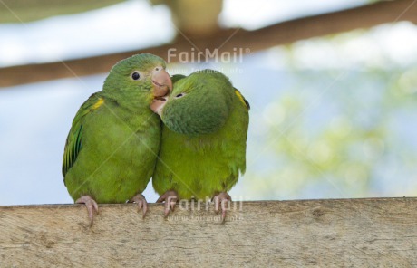 Fair Trade Photo Animals, Birds, Colour image, Cute, Friendship, Funny, Green, Horizontal, Love, Parrot, Peru, South America, Together