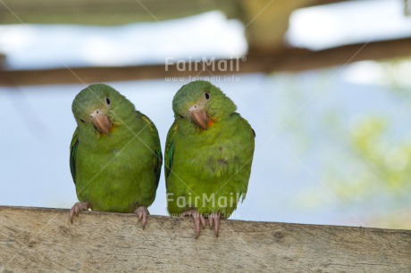 Fair Trade Photo Animals, Birds, Colour image, Cute, Friendship, Funny, Green, Horizontal, Love, Parrot, Peru, South America, Together