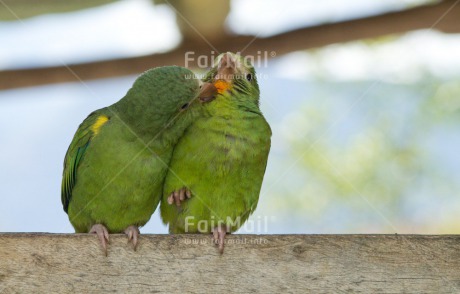 Fair Trade Photo Animals, Birds, Colour image, Cute, Friendship, Funny, Green, Horizontal, Love, Parrot, Peru, South America, Together