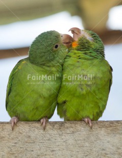 Fair Trade Photo Animals, Birds, Colour image, Cute, Friendship, Funny, Green, Love, Parrot, Peru, South America, Together, Vertical