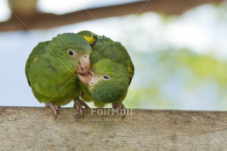 Fair Trade Photo Animals, Birds, Colour image, Cute, Friendship, Funny, Green, Horizontal, Love, Parrot, Peru, South America, Together