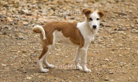 Fair Trade Photo Activity, Animals, Colour image, Dog, Horizontal, Looking at camera, Peru, South America