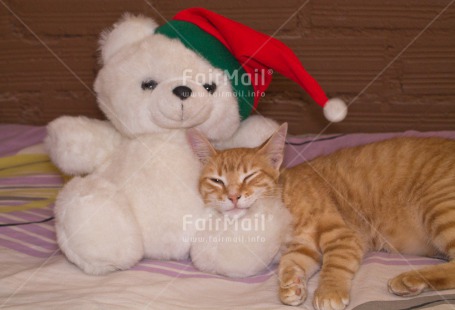 Fair Trade Photo Animals, Cat, Christmas, Colour image, Horizontal, Peru, South America, Teddybear