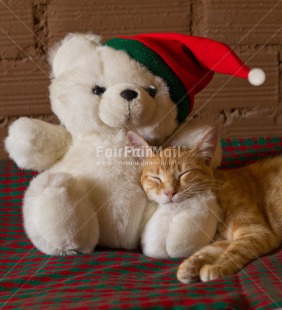 Fair Trade Photo Animals, Cat, Christmas, Colour image, Peru, South America, Teddybear, Vertical
