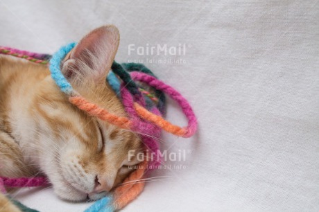 Fair Trade Photo Activity, Animals, Cat, Colour image, Horizontal, Peru, Playing, South America, Wool