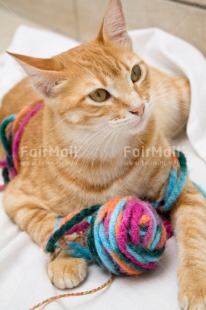 Fair Trade Photo Activity, Animals, Cat, Colour image, Peru, Playing, South America, Vertical, Wool