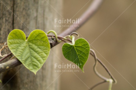 Fair Trade Photo Colour image, Green, Heart, Horizontal, Leaf, Peru, South America