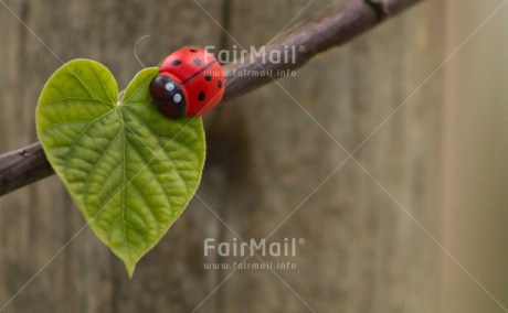 Fair Trade Photo Colour image, Good luck, Green, Horizontal, Ladybug, Leaf, Peru, Red, South America