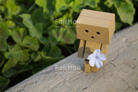 Fair Trade Photo Colour image, Danboard, Flower, Horizontal, Peru, Sorry, South America