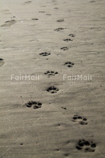 Fair Trade Photo Animals, Beach, Colour image, Dog, Footstep, Peru, South America, Travel, Vertical