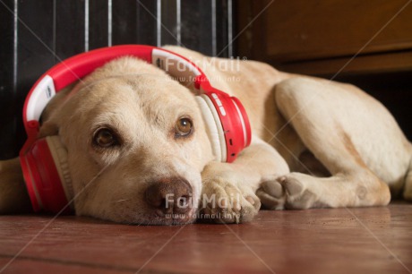 Fair Trade Photo Animals, Colour image, Dog, Funny, Horizontal, Music, Peru, South America