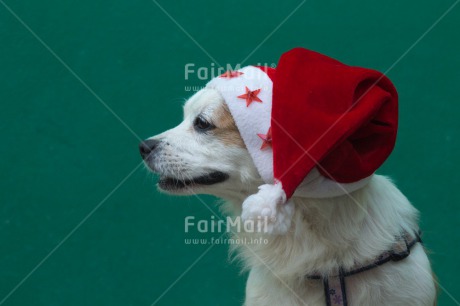 Fair Trade Photo Animals, Christmas, Colour image, Dog, Hat, Horizontal, Peru, South America, Star