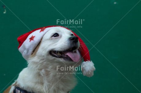 Fair Trade Photo Animals, Christmas, Colour image, Dog, Hat, Horizontal, Peru, South America, Star