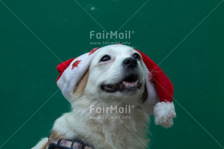 Fair Trade Photo Animals, Christmas, Colour image, Dog, Hat, Horizontal, Peru, South America, Star