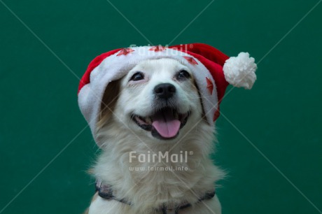 Fair Trade Photo Animals, Christmas, Colour image, Dog, Hat, Horizontal, Peru, South America, Star