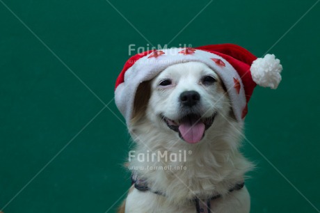 Fair Trade Photo Animals, Christmas, Colour image, Dog, Hat, Horizontal, Peru, South America, Star