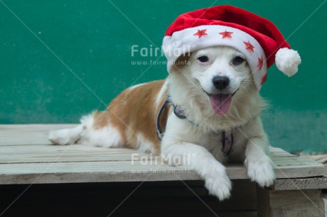 Fair Trade Photo Animals, Christmas, Colour image, Dog, Hat, Horizontal, Peru, South America, Star