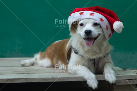 Fair Trade Photo Animals, Christmas, Colour image, Dog, Hat, Horizontal, Peru, South America, Star