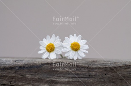 Fair Trade Photo Colour image, Daisy, Flower, Horizontal, Marriage, Peru, South America, Wedding