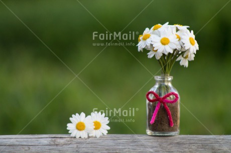 Fair Trade Photo Colour image, Daisy, Flower, Horizontal, Mothers day, Outdoor, Peru, South America, Summer, Thank you