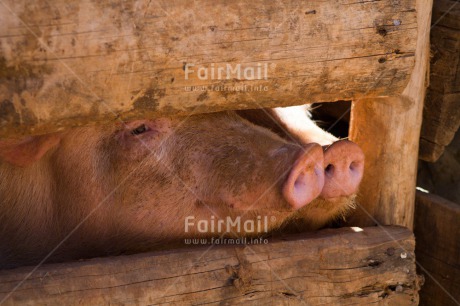 Fair Trade Photo Agriculture, Animals, Colour image, Cute, Friendship, Horizontal, Peru, Pig, South America, Together