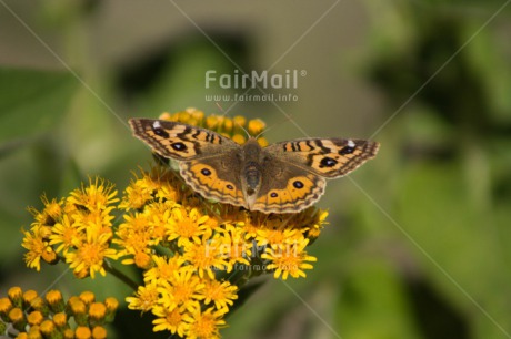 Fair Trade Photo Butterfly, Colour image, Flower, Food and alimentation, Fruits, Green, Horizontal, Mothers day, Nature, Orange, Peru, South America