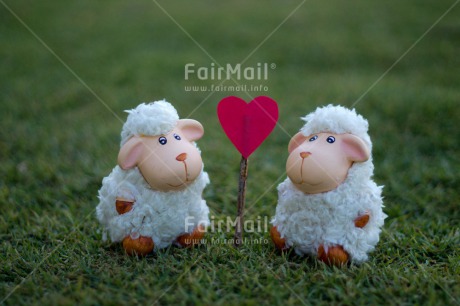 Fair Trade Photo Animals, Colour image, Grass, Green, Heart, Horizontal, Love, Marriage, Peru, Red, Sheep, South America, Valentines day, Wedding