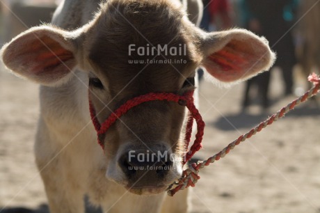 Fair Trade Photo Activity, Agriculture, Animals, Calf, Closeup, Colour image, Cow, Horizontal, Looking at camera, Peru, Shooting style, South America